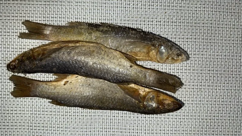 Guedj Tambajang — poisson séché du Sénégal