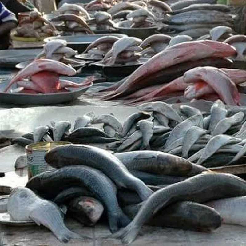 Mélange de Poisson 10kg — Louma by Seggfaye