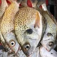 Poisson Eau Douce — Louma by Seggfaye