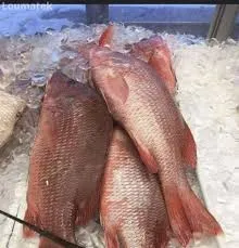 Tilapia Rouge — Louma by Seggfaye
